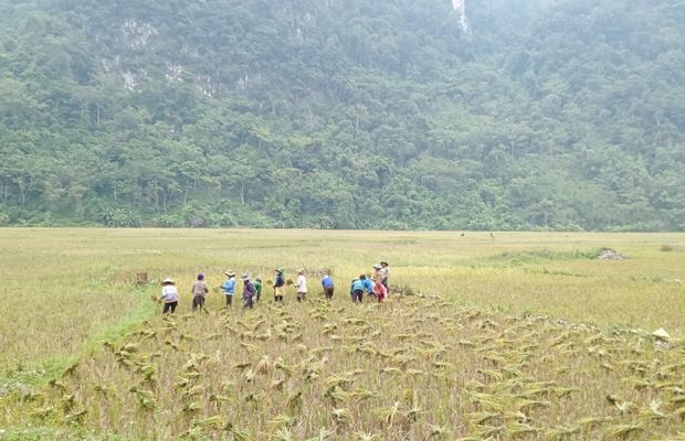 Local people busy harvesting on the rice field